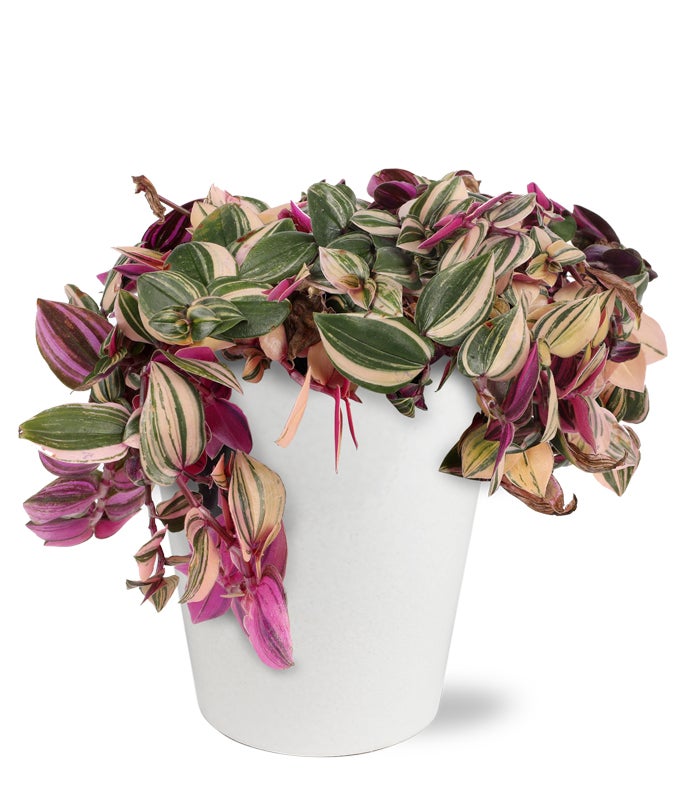 house plant tradescantia Potted Pink Tradescantia House Plant