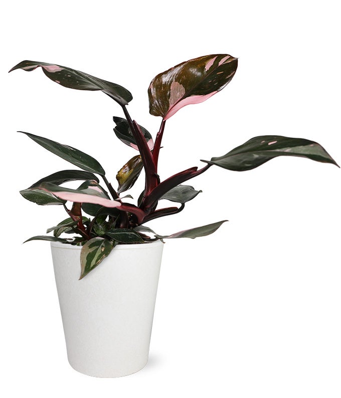 heart leaf philodendron bunnings Pink Princess Potted Philodendron Plant