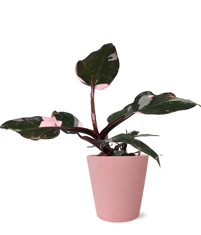 Pretty Pink Princess Philodendron