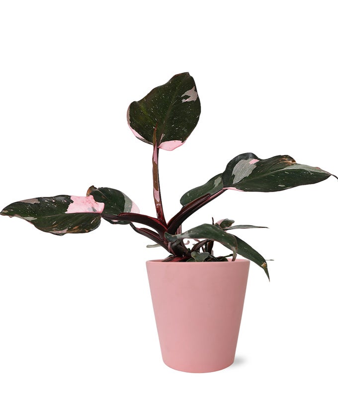 pink philodendron nz Pretty Pink Princess Philodendron