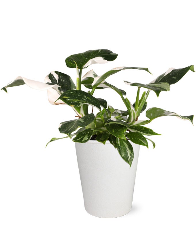 white wizard philodendron soil Wild Interiors WA5213 White Wizard Philodendron Plant in White Ceramic Pottery, Live Indoor Plant, Trending Houseplant, Easy to Grow, 5" Diameter