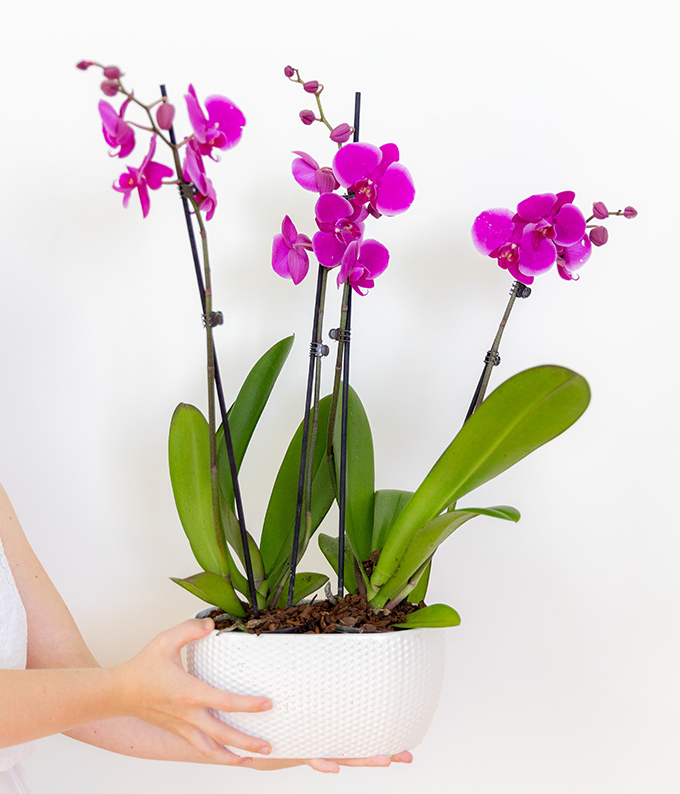 Trendy Plants Spotlight 2018: Bonsai, Orchids, and Zen