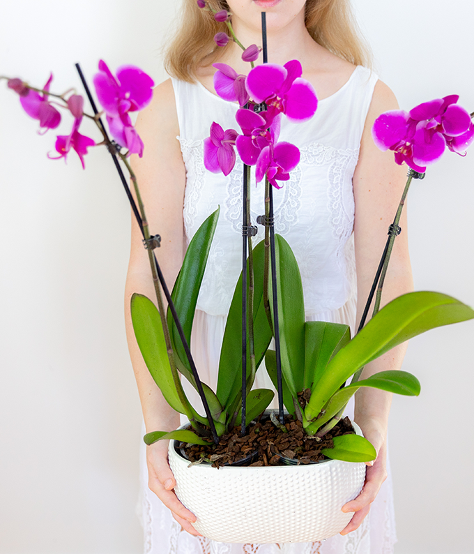 Radiant Purple Orchid Plant