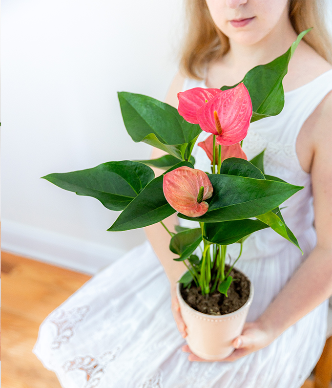 anthurium houseplant with pink Pink and Posh Anthurium