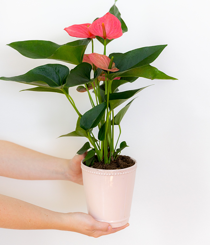 anthurium rosa Pink and Posh Anthurium