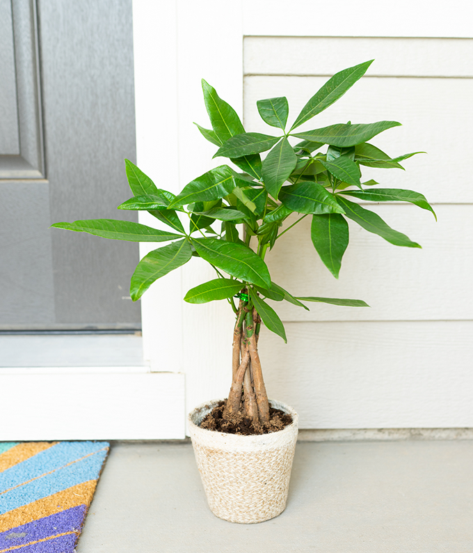 potted money tree Potted Money Tree