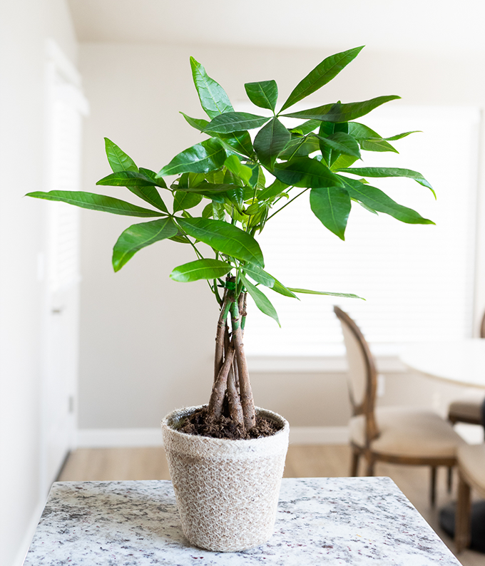 Money tree plant shop delivery
