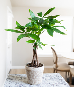 money tree plant small Potted Money Tree