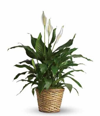 Deluxe Elegant Peace Lily