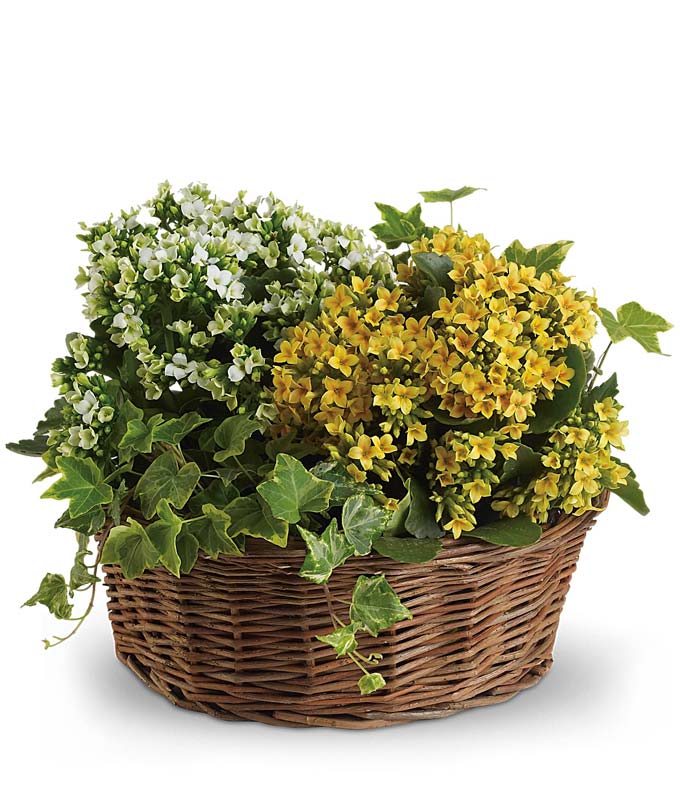 Basket of Joy