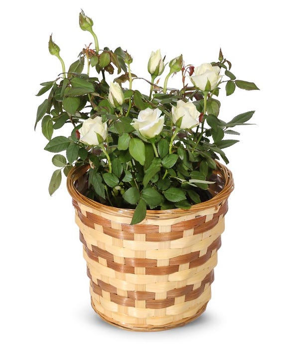 White Mini Rose Potted Plant