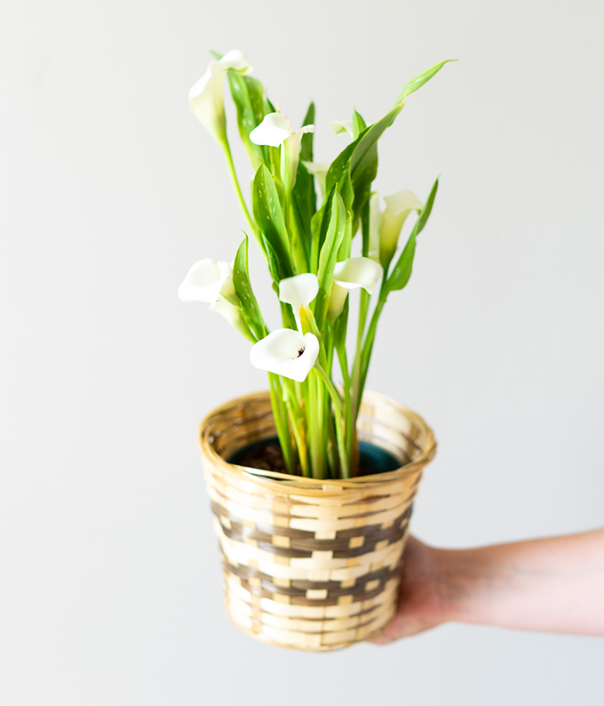 calla lily potted plant White Calla Lily Potted Plant