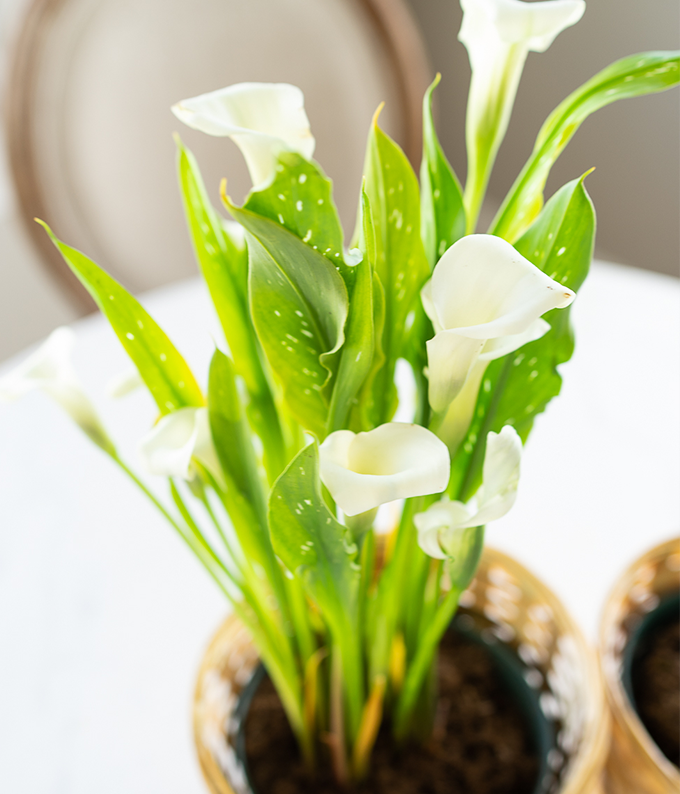 White Calla Lily Potted Plant