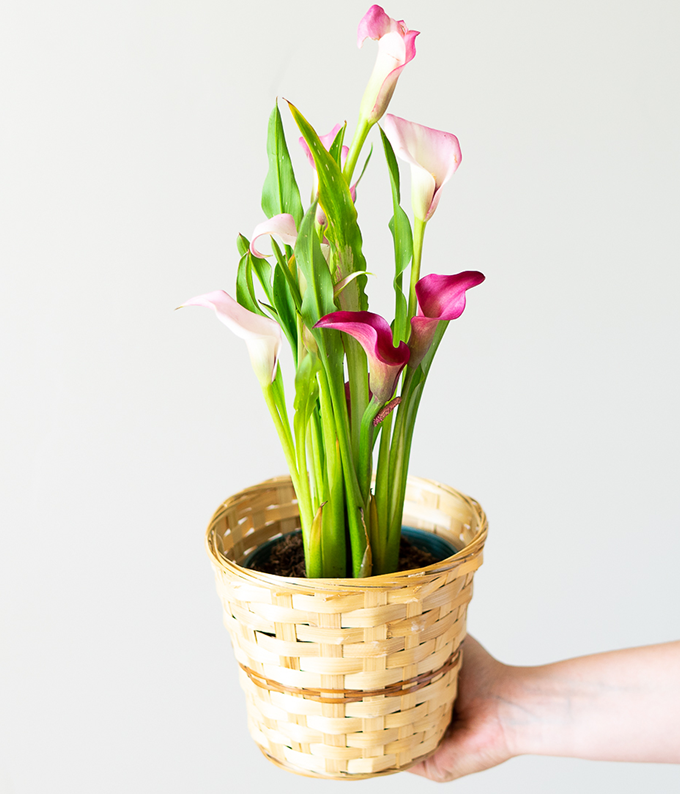 calla lily potted plant for sale Pink Calla Lily Potted Plant