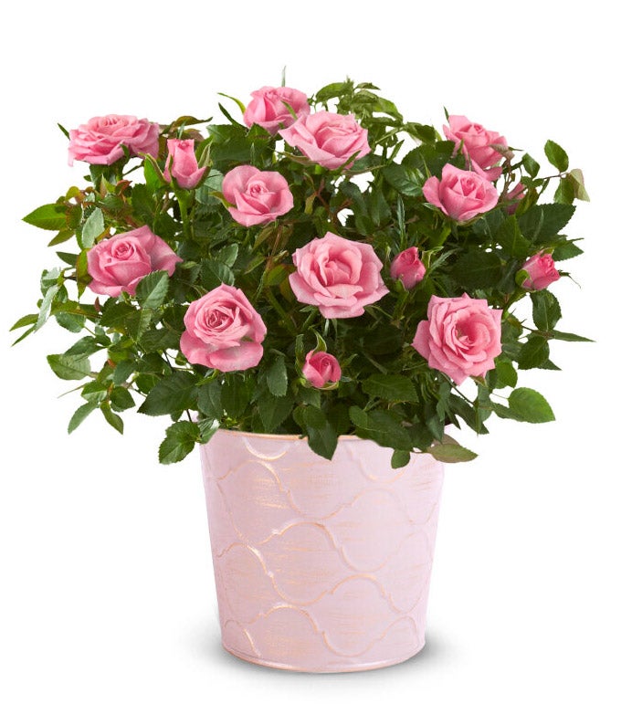Pink Potted Rose Plant