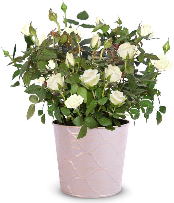 Whimsical White Rose Plant