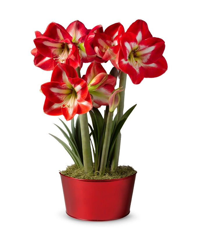 Peppermint Amaryllis Trio