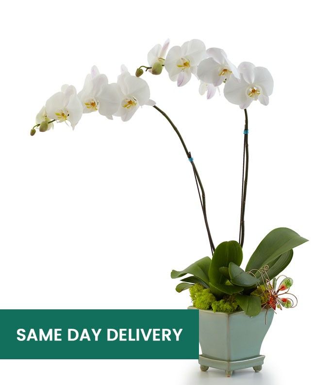 Orchid Delivery SendPlants