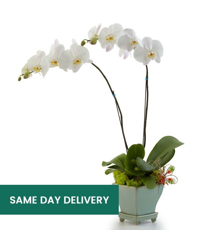 Mother&#39;s Day Luxury White Orchids