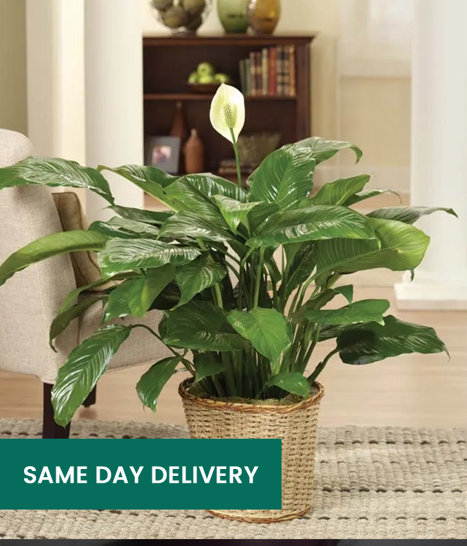 Peace Lily SendPlants