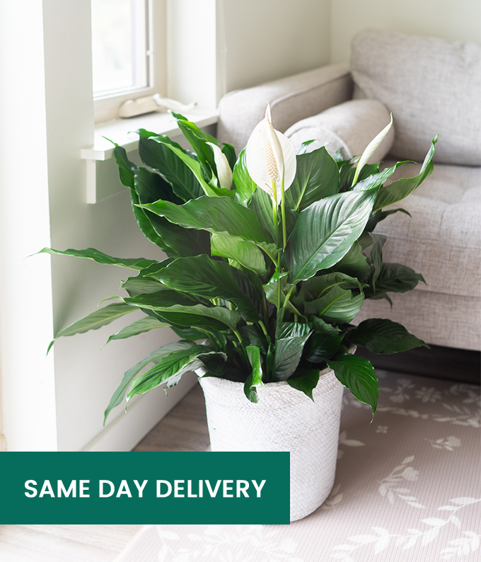 Best Selling Plants for Delivery SendPlants