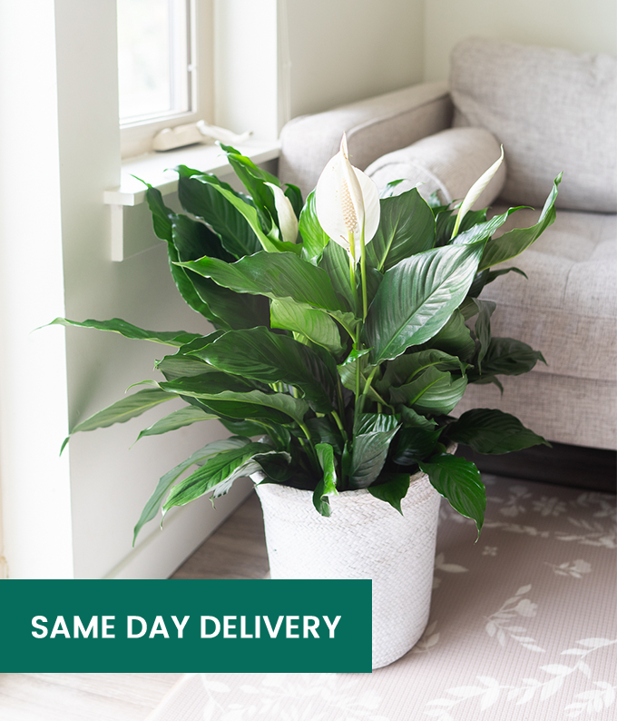 Classic Peace Lily Plant