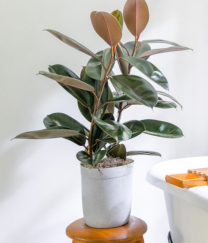Rubber Plant