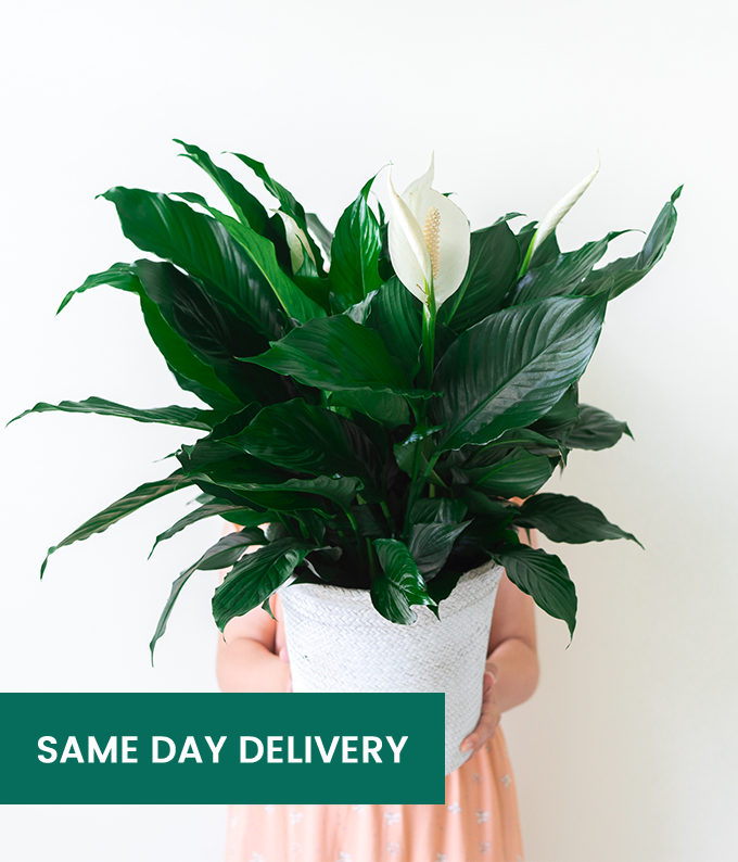 Send Plants Plants for Delivery